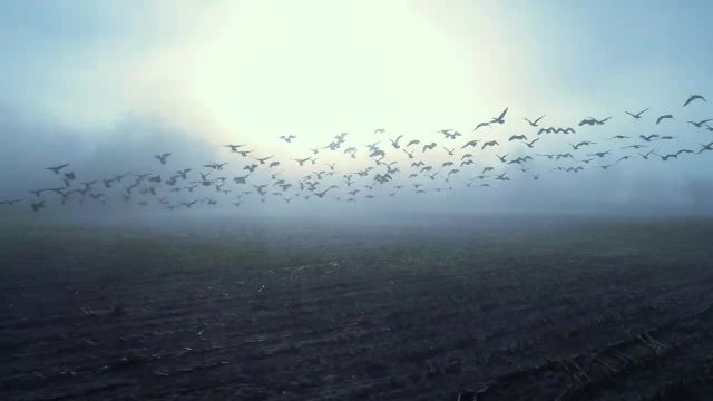 Dolphin Embassy - Revelation of Jonah