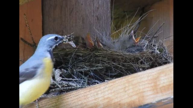 Jungvogel im Nest neu