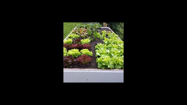 Das Gefühlswesen Mensch - von der Grundlagenwissenschaft, zwischen Fiktion und Wirklichkeit