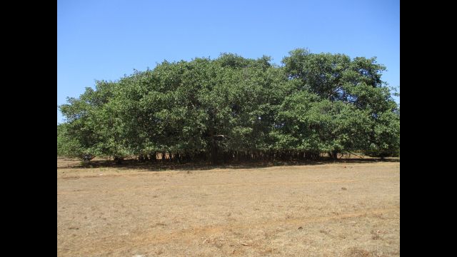 Unter dem Banjan Baum